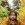 Аккорды Alex G